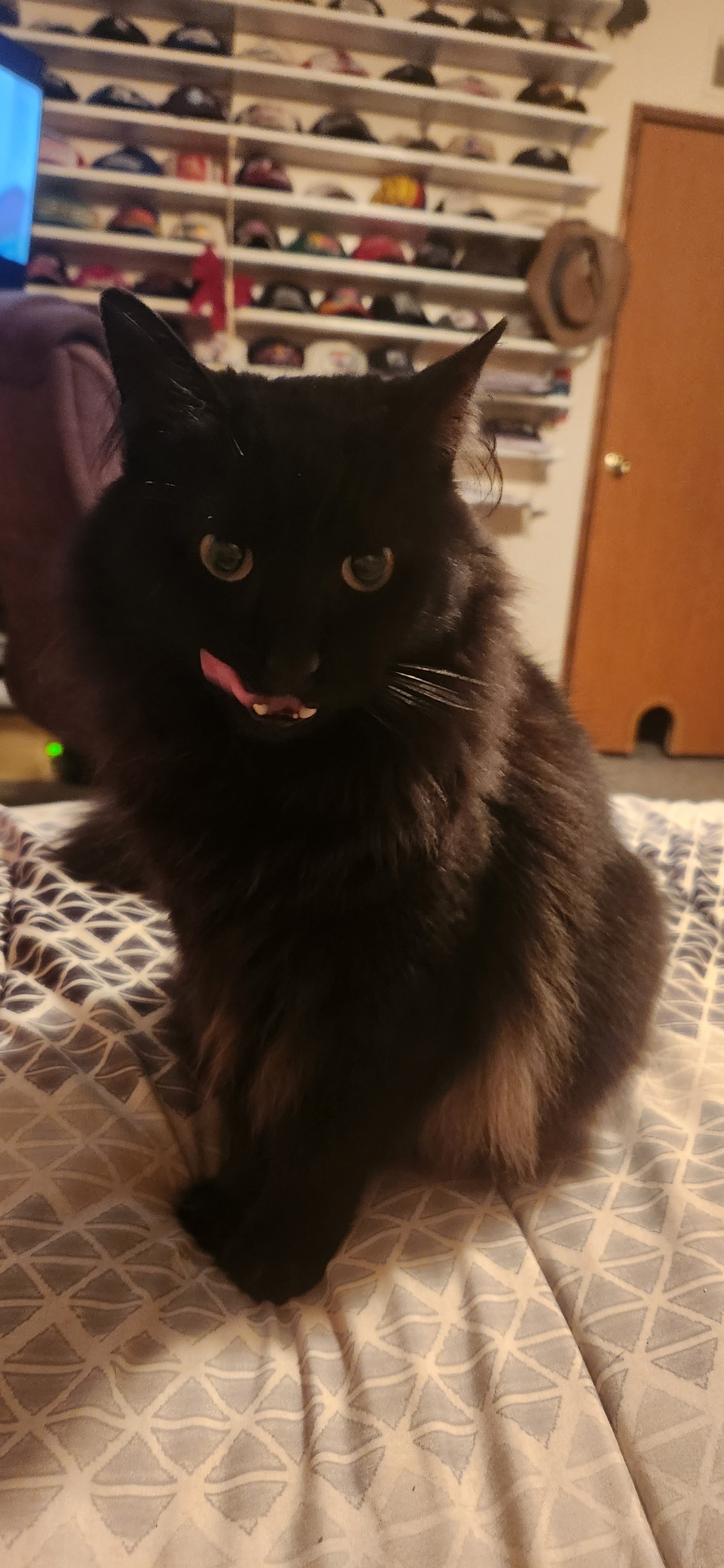 Title: The Void Speaks: An Introduction to Cocoa (and Her Slightly Overwhelmed Staff) - Cocoa The Trendy Pet