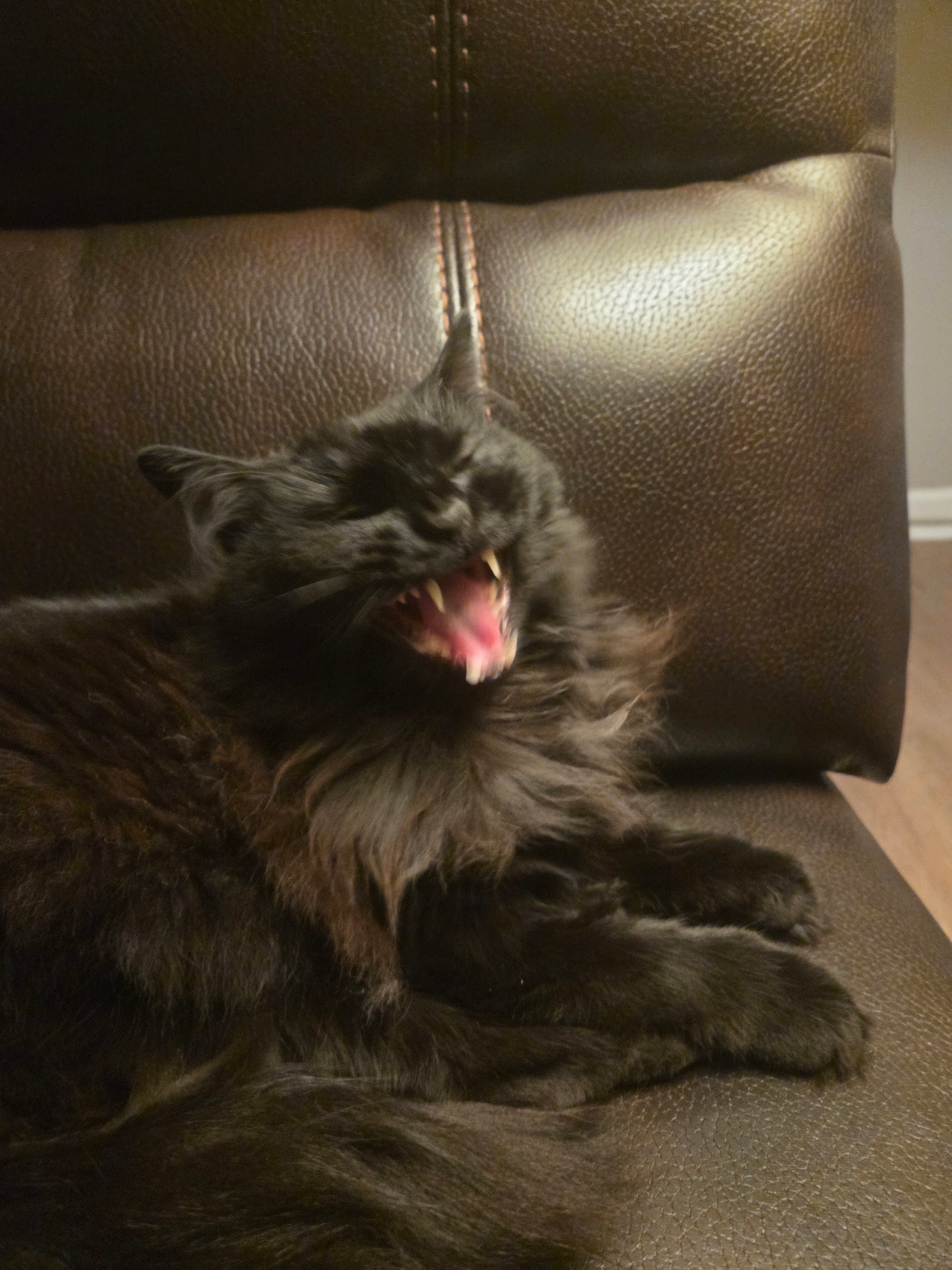 The Tall Human Had a Meltdown - Cocoa The Trendy Pet