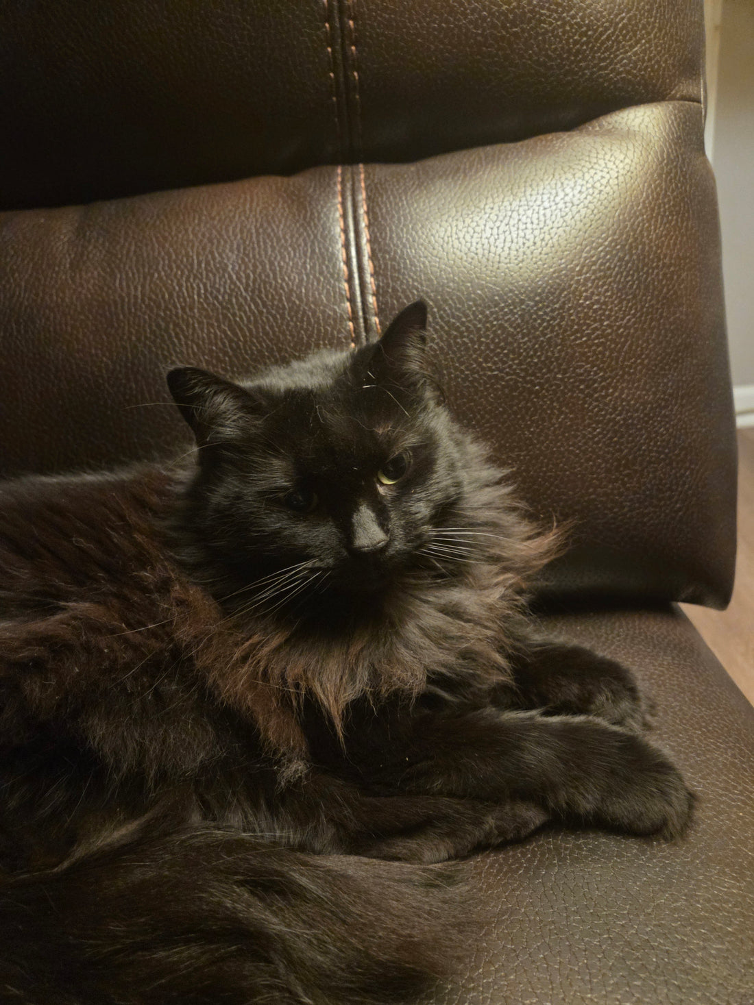 Cocoa Conquers Valentine’s Day: Roses Are Red, My Humans Are Slow, Send Treats Instead - Cocoa The Trendy Pet