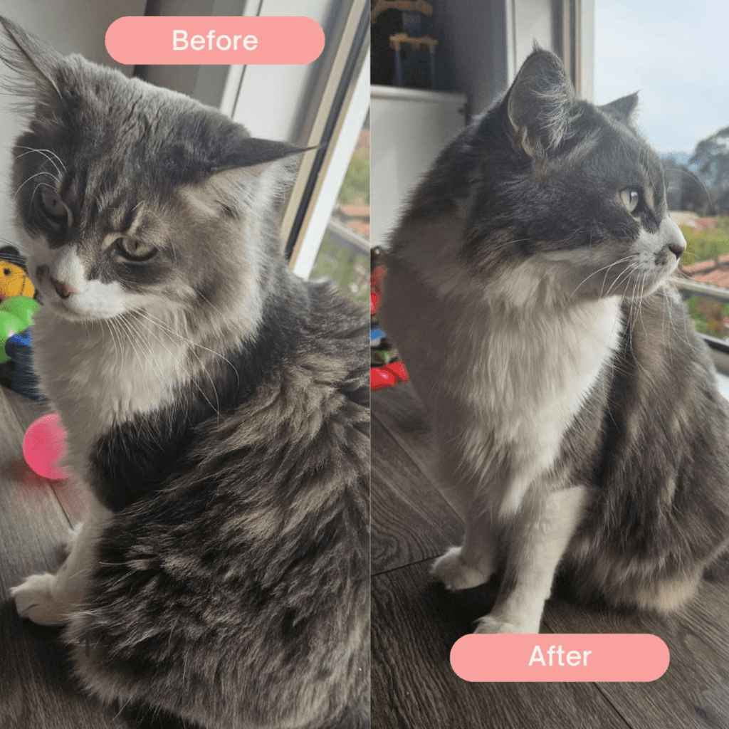 Skin & Coat Grooming Powder - Cocoa The Trendy PetPets - Cat Supplies