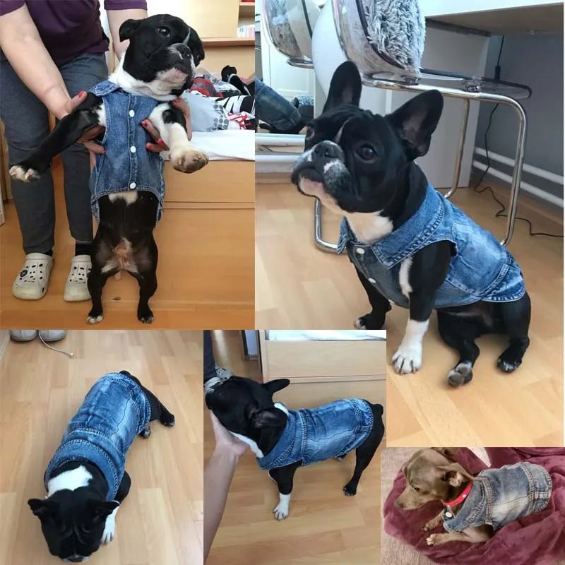 Denim Dog Clothes for Small Dogs - Cocoa The Trendy PetPets