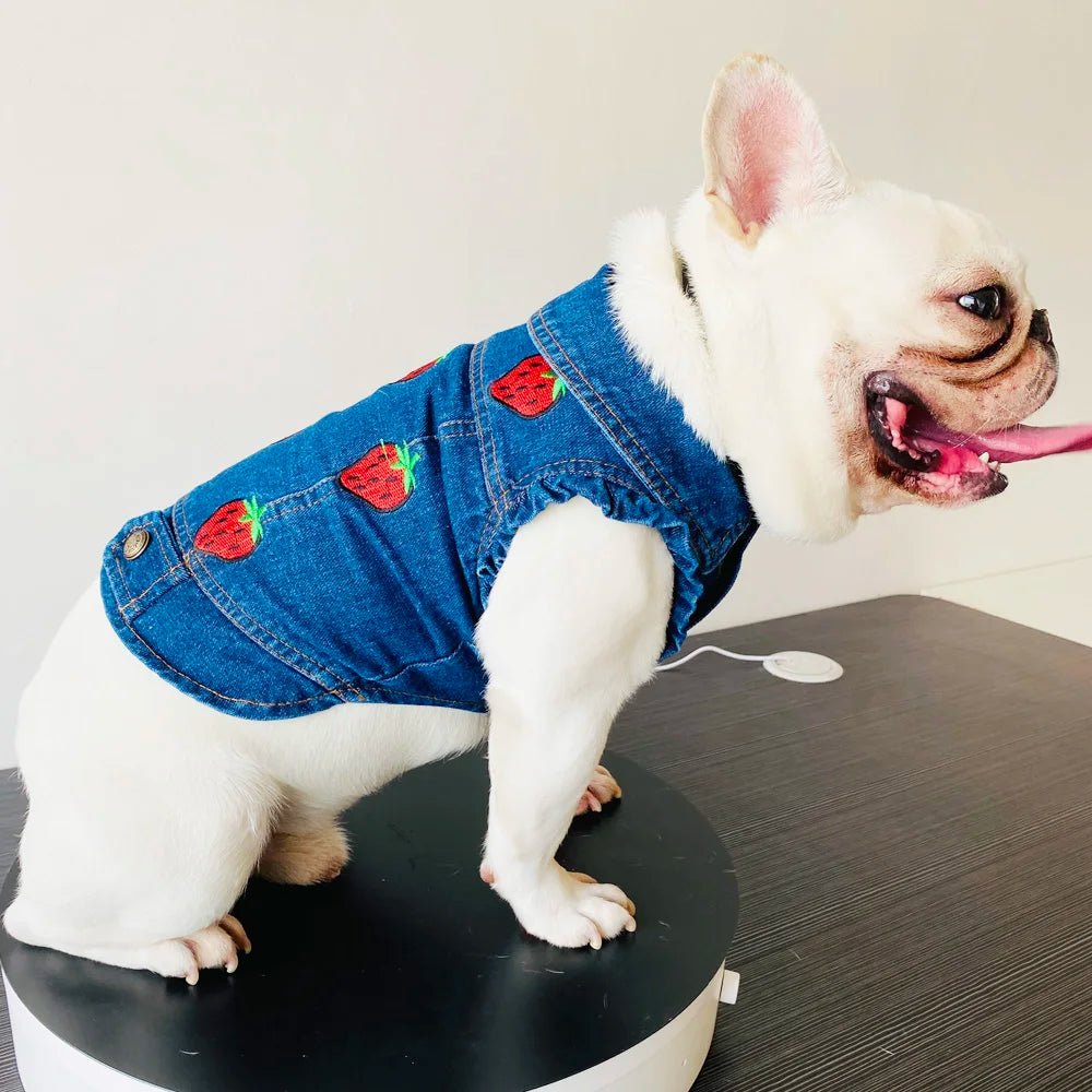 Denim Dog Clothes for Small Dogs - Cocoa The Trendy PetPets