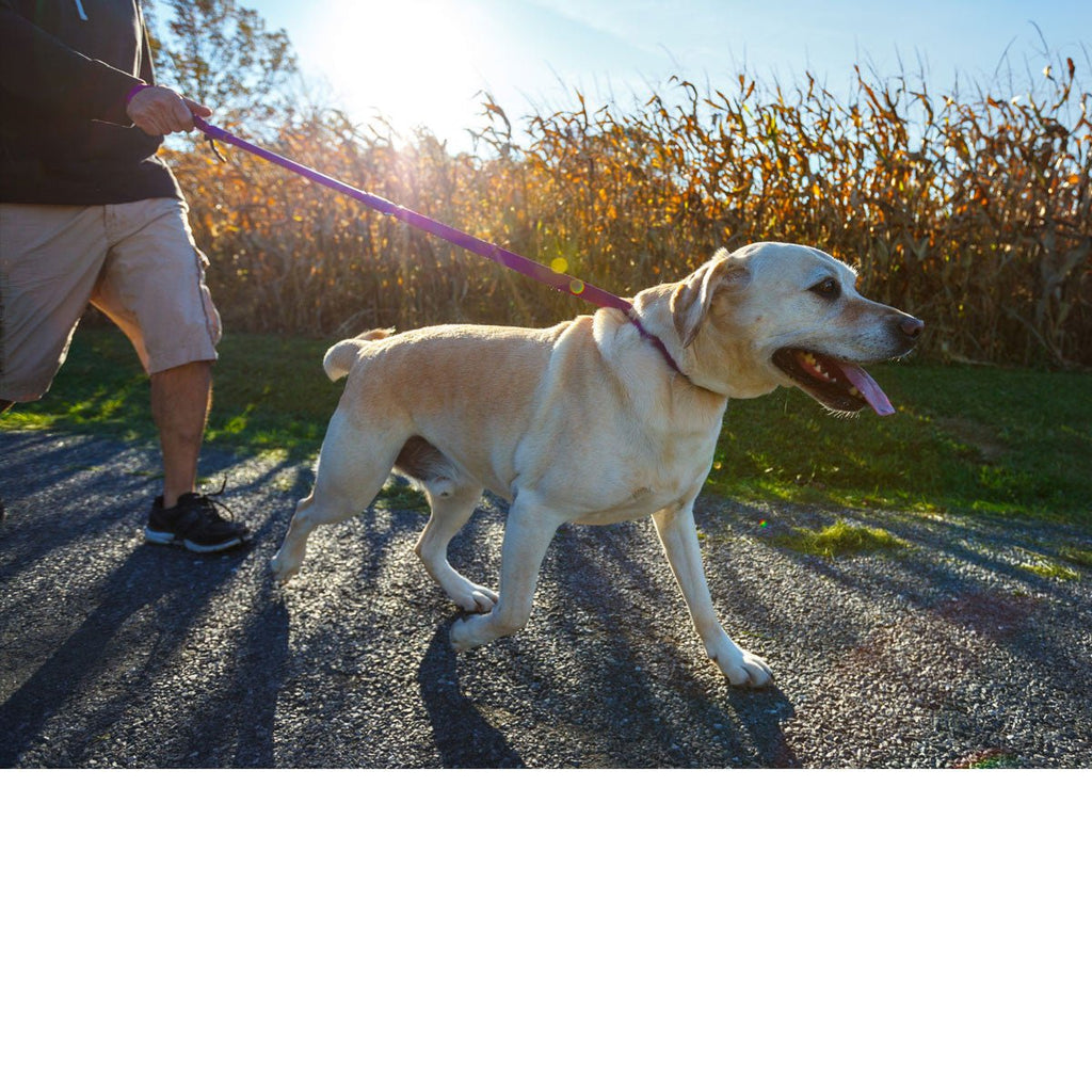 Shorter No Pull Leash - Urban Walk'r - Cocoa The Trendy Petdog leash